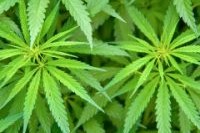 Ministero della Salute: Raccomandazioni ai medici prescrittori di Cannabis FM-2